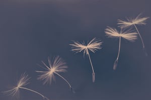 dandelion-4195782_1280