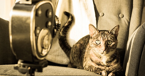 More Than Cat Videos: Using Social Media To Grow Your Business - Featured Image